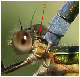 Lestes sponsa