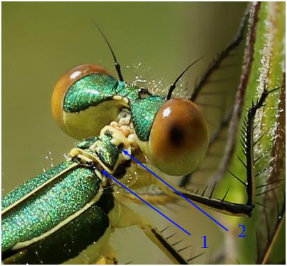 Lestes virens