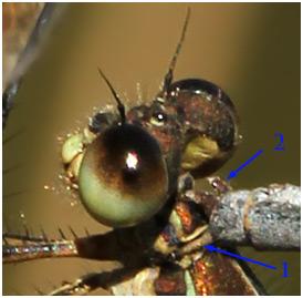 Lestes virens