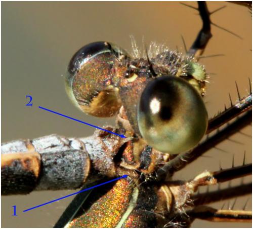 Lestes virens