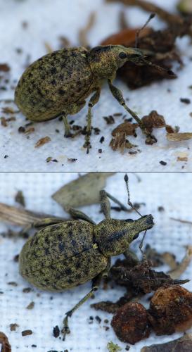 Liophloeus tessulatus