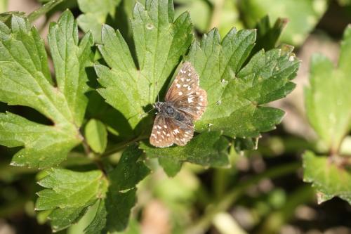 Pyrgus malvoides