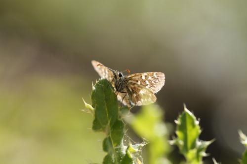 Pyrgus malvoides