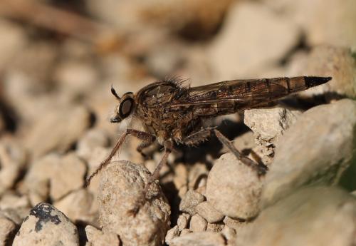 Asilinae