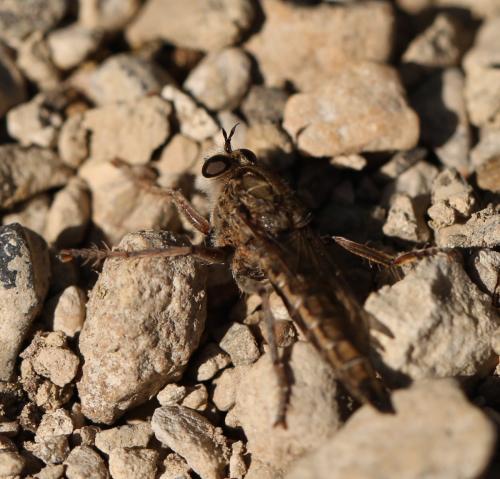 Réf. 156 542 : Asilinae inconnu