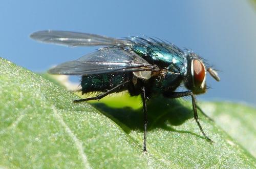 Lucilia ampullacea