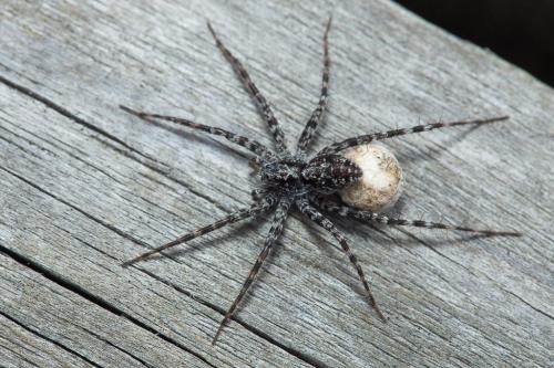 Acantholycosa lignaria