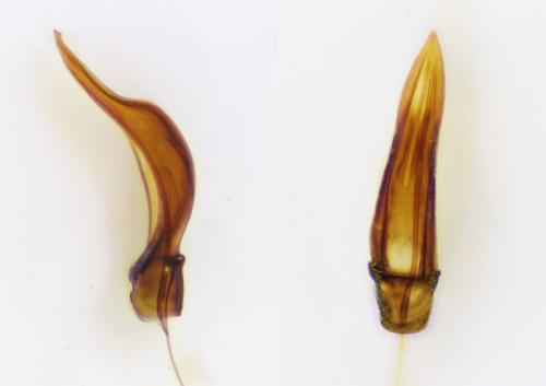 Melanophthalma distinguenda