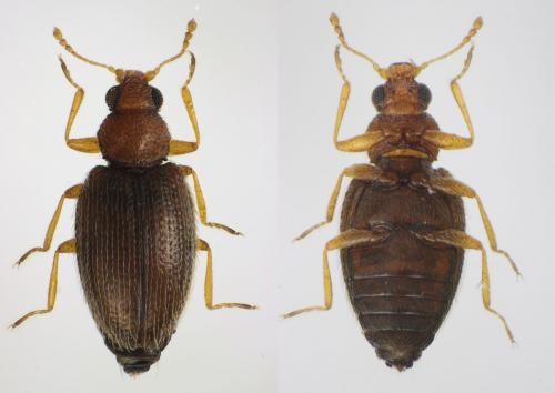 Melanophthalma distinguenda