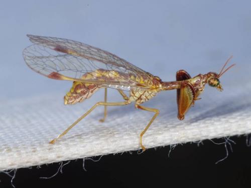 Réf. 156 414 : Mantispa styriaca