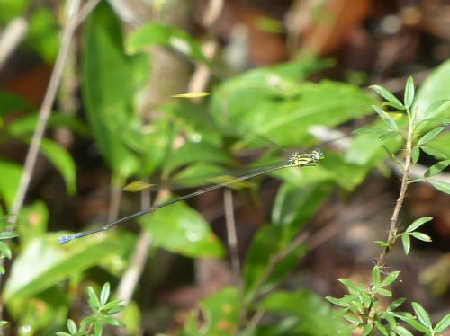 Mecistogaster ornata