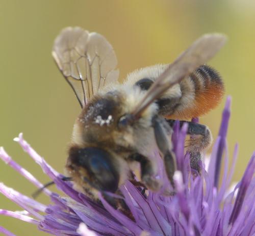 Megachile sp.