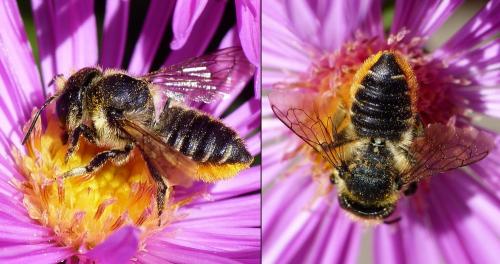 Réf. 156 040 : Megachile centuncularis
