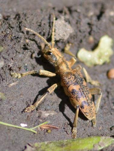 Réf. 156 574 : Rhagium sycophanta