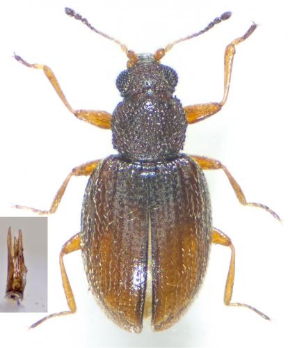 Réf. 156 446 : Melanophthalma suturalis