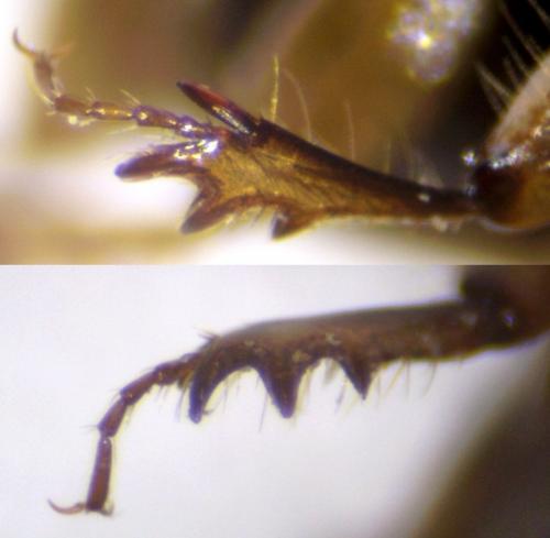 Melinopterus consputus