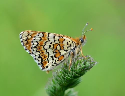 Réf. 156 953 : Melitaea cinxia