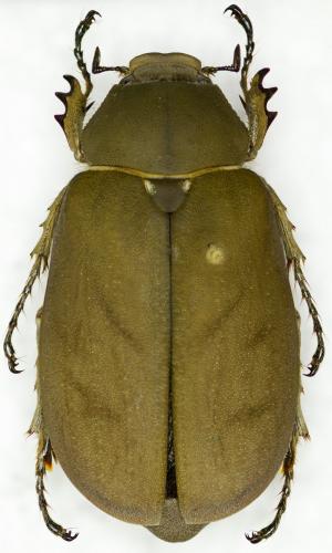 Réf. 156 476 : Lepidiota tridens