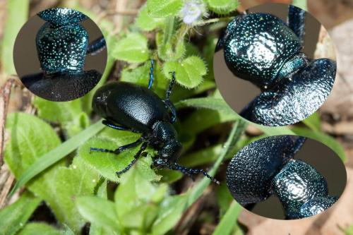 Meloe sp.