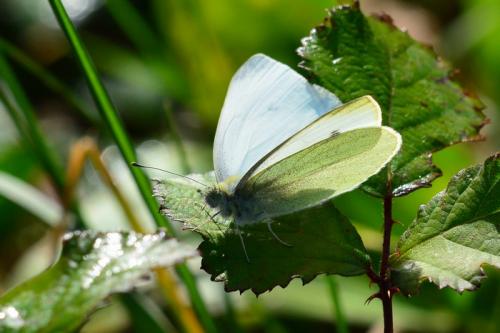 Pieris rapae