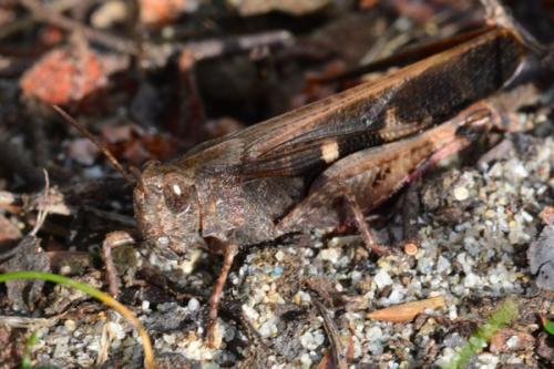 Réf. 156 441 : Aiolopus strepens
