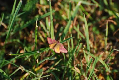 Réf. 156 036 : Lythria cruentaria