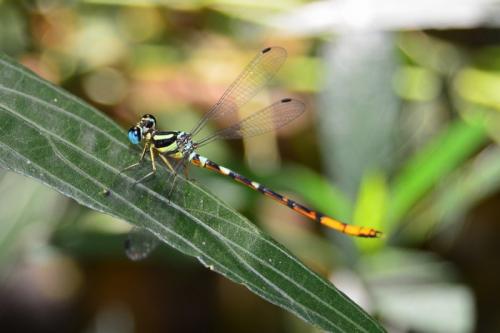Rhinagrion mima