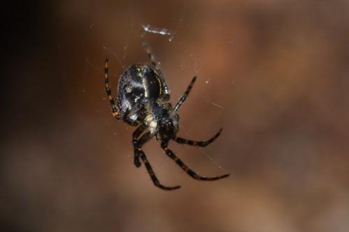 Réf. 156 203 : Metellina merianae