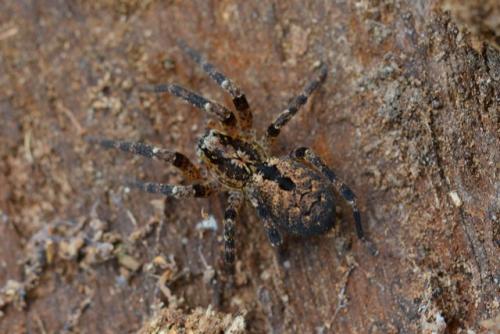 Zoropsis spinimana