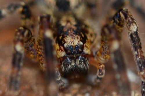 Zoropsis spinimana