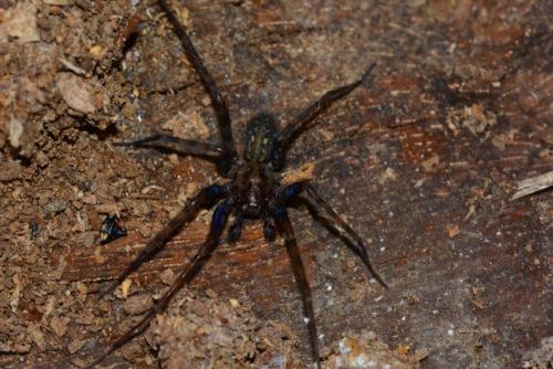 Tegenaria femoralis