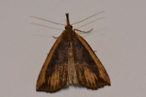 Réf. 156 448 : Hypena rostralis