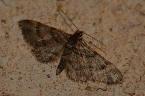 Gymnoscelis rufifasciata