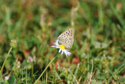 Lycaena tityrus