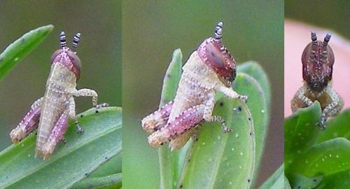 Pezotettix giornae