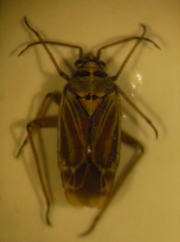 Réf. 156 675 : Hoplomachus thunbergii