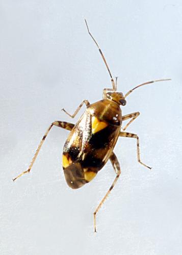Liocoris tripustulatus