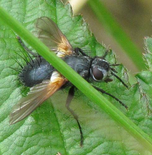 Zophomyia temula