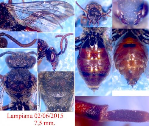 Nomada similis