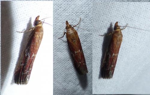 Moitrelia obductella