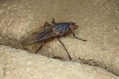 Réf. 156 148 : Scoliocentra villosa