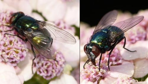 Réf. 156 369 : Neomyia cornicina