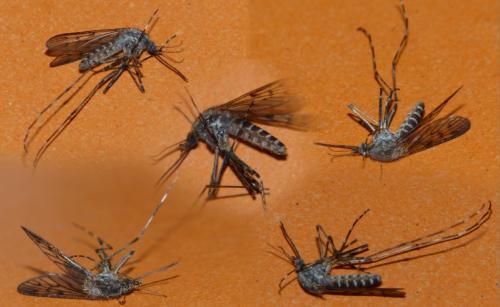 Réf. 156 099 : Culiseta annulata