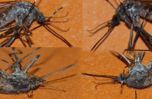 Réf. 156 101 : Culiseta annulata