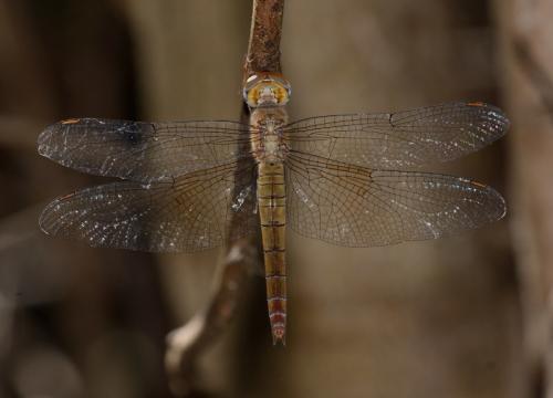 Tholymis tillarga