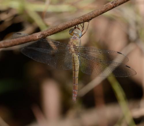Tholymis tillarga