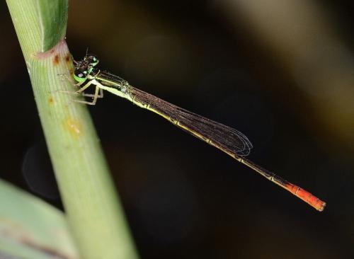 Agriocnemis exilis