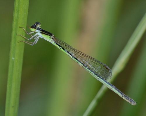 Réf. 156 753 : Agriocnemis exilis