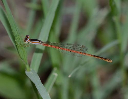 Réf. 156 755 : Agriocnemis exilis