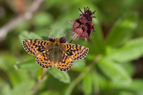 Boloria aquilonaris